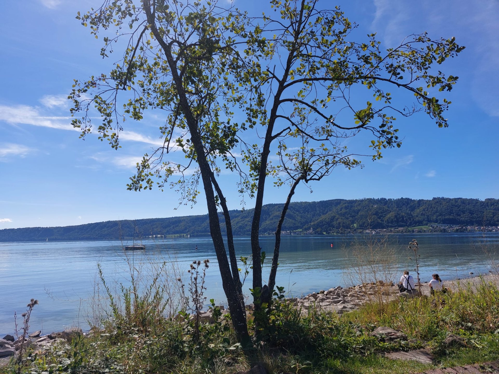 Ein schlanker Baum am Ufer des Uferparks Ludwigshafen, dahinter der weite Bodensee mit Segelbooten und dem bewaldeten Ufer bei Sonne.